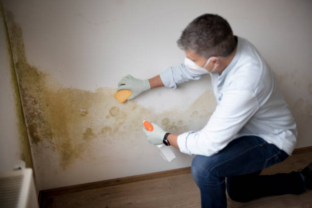 Professional Mold Removal in Kodiak, AK